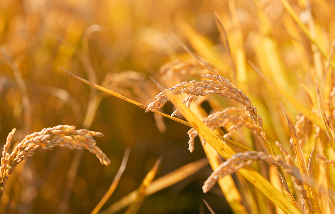 Agricultural Products